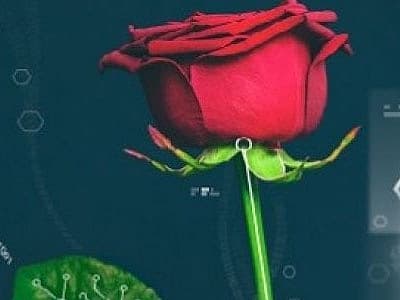 ரோஜாவின் கதை