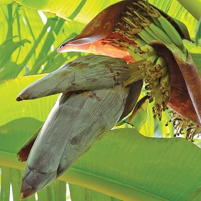 வாழைப்பூ