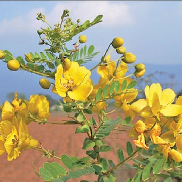 சித்த மருத்துவத்தில் நீரிழிவு நோய்க்காகப் பரிந்துரைக்கப்படும் மருந்துகளில், மதுமேகச் சூரணம், திரிபலா சூரணம், ஆவாரைக் குடிநீர், சீந்தில் மாத்திரை போன்றவை பிரபலமானவை.