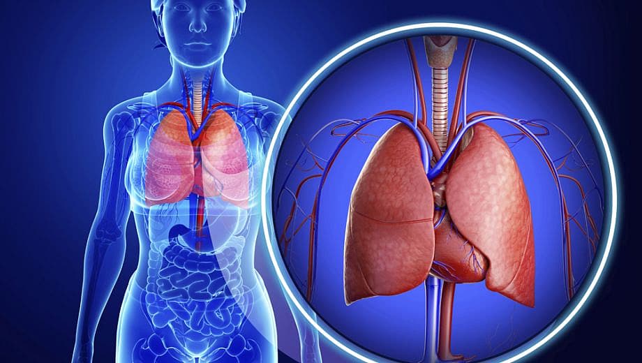 நுரையீரல்