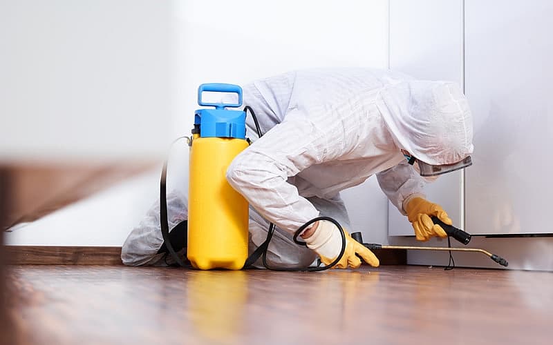 `வீட்டில் பெஸ்ட் கன்ட்ரோல் செய்யும்போது இதையெல்லாம் கவனியுங்க!' - நிபுணர்களின் அலெர்ட் டிப்ஸ்