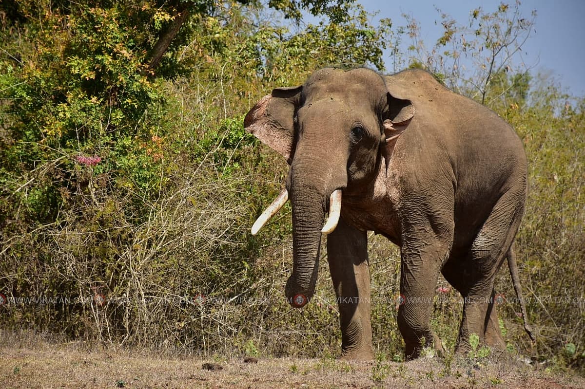 ரிவால்டோ காட்டு யானை