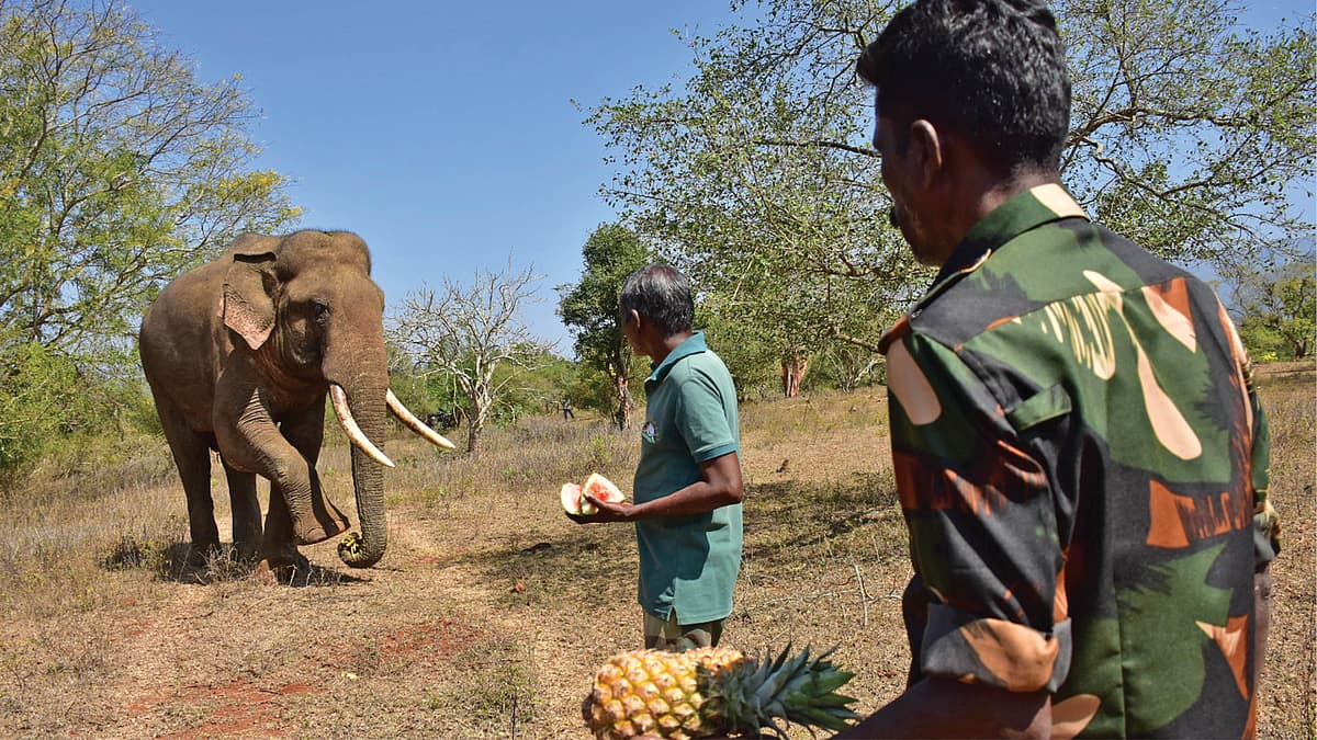 ரிவால்டோ