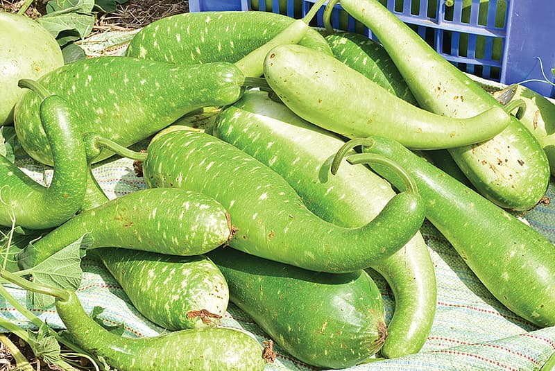 கசப்பான வெள்ளரிக்காய் மட்டுமன்றி, பாகற்காய் (அதிக கசப்பு இருந்தால்), சுரைக்காய், மற்றும் பீர்க்கங்காய் போன்ற நீர்க்காய்களிலும் இந்த ' குகுர்பிடேசின்' சத்து இருக்க வாய்ப்புள்ளது.