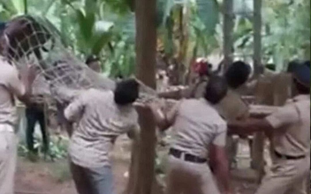 கேரளா: சிறையிலிருந்து தப்பி மரத்தில் ஏறி போக்கு காட்டிய கைதி... வலை விரித்துப் பிடித்த போலீஸ்