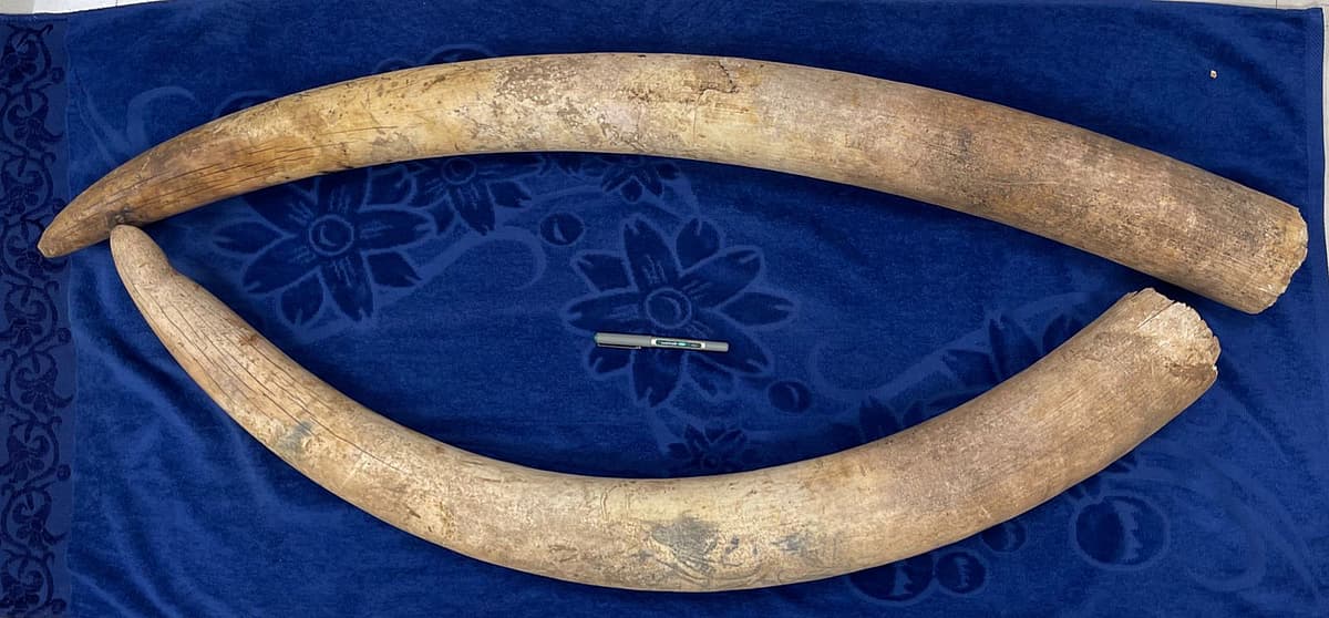 யானை தந்தங்கள்