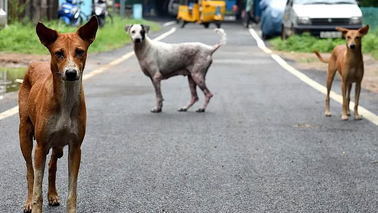 தெரு நாய்கள்.வெறிநாய்ளை கட்டுபடுத்தமுடியாத பெருநகரசென்னைமாநகராட்சி…?
