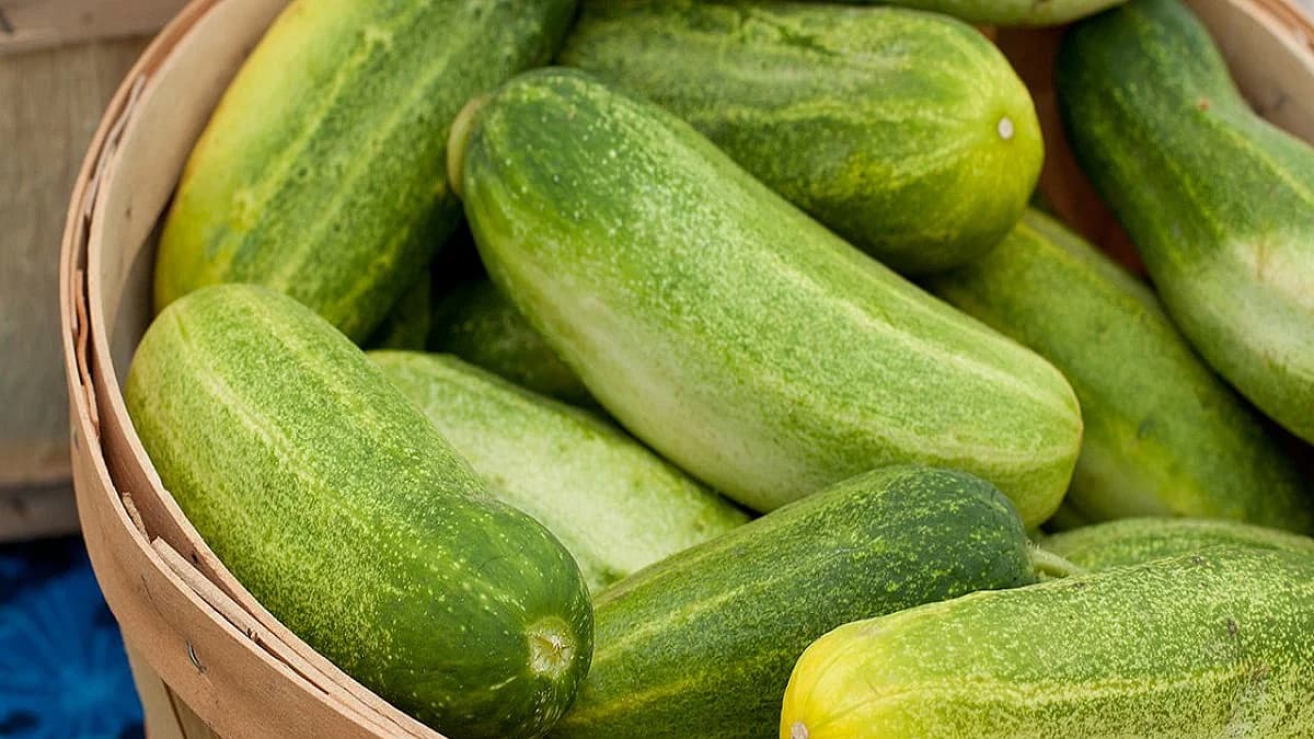 கசப்பான வெள்ளரிக்காயைச் சாப்பிடலாமா?