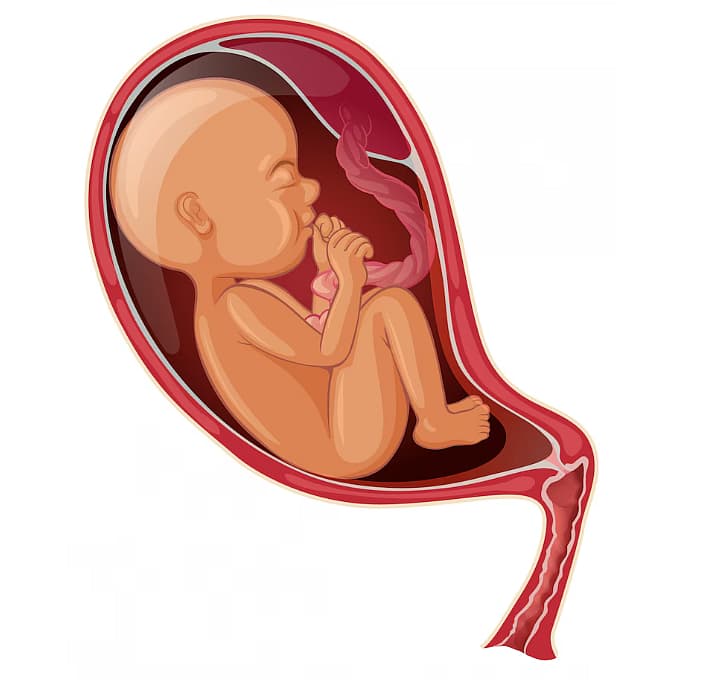 கர்ப்ப காலத்தில் தாயிடமிருந்து குழந்தைக்குத் தேவையான ரத்த ஓட்டம் மற்றும் ஊட்டச்சத்துகள் நஞ்சுக்கொடி (Placenta) வழியாகவே செல்லும்.