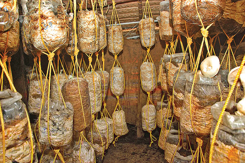 காளான் வளர்ப்பு படுக்கைகள்