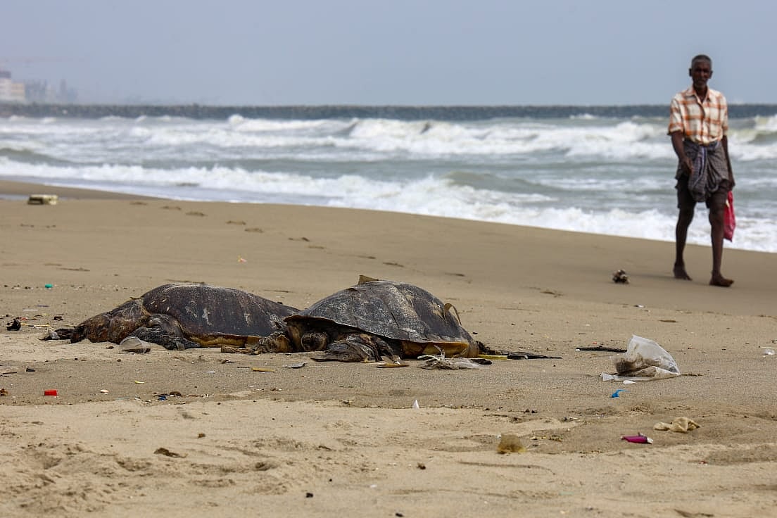 சென்னை - இறந்த ஆமைகள்