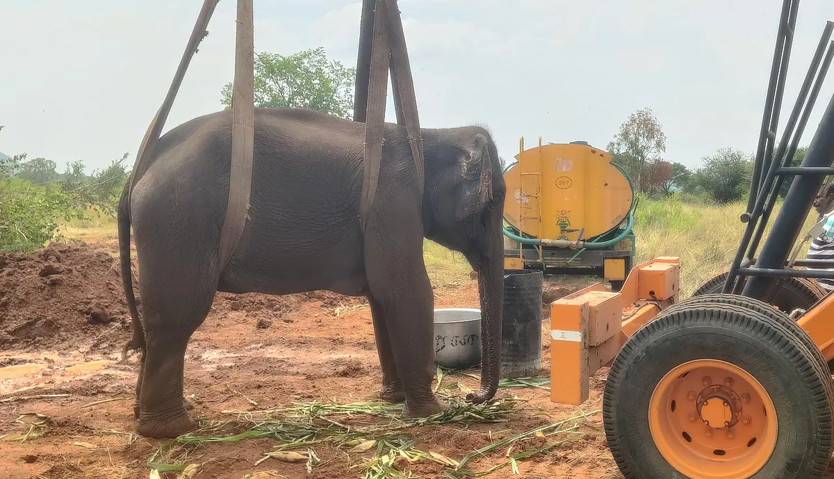யானை சிகிச்சை