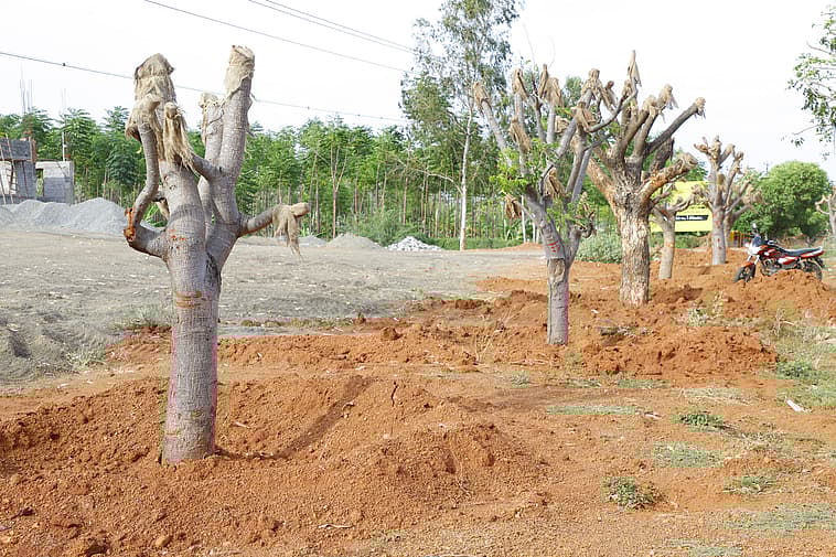 மறு நடவு செய்த மரங்கள்