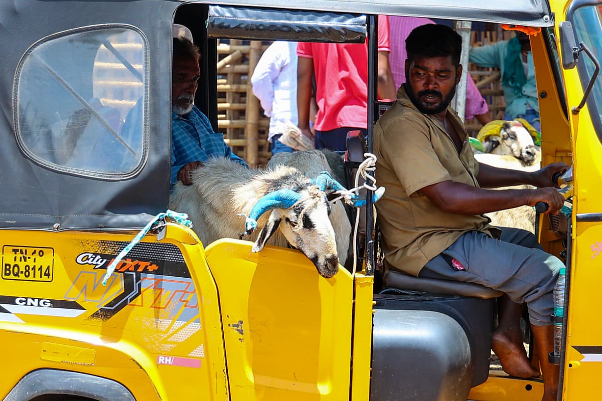 பக்ரீத் பண்டிகை ஆடு விற்பனை