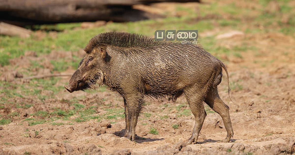 காட்டுப்பன்றி