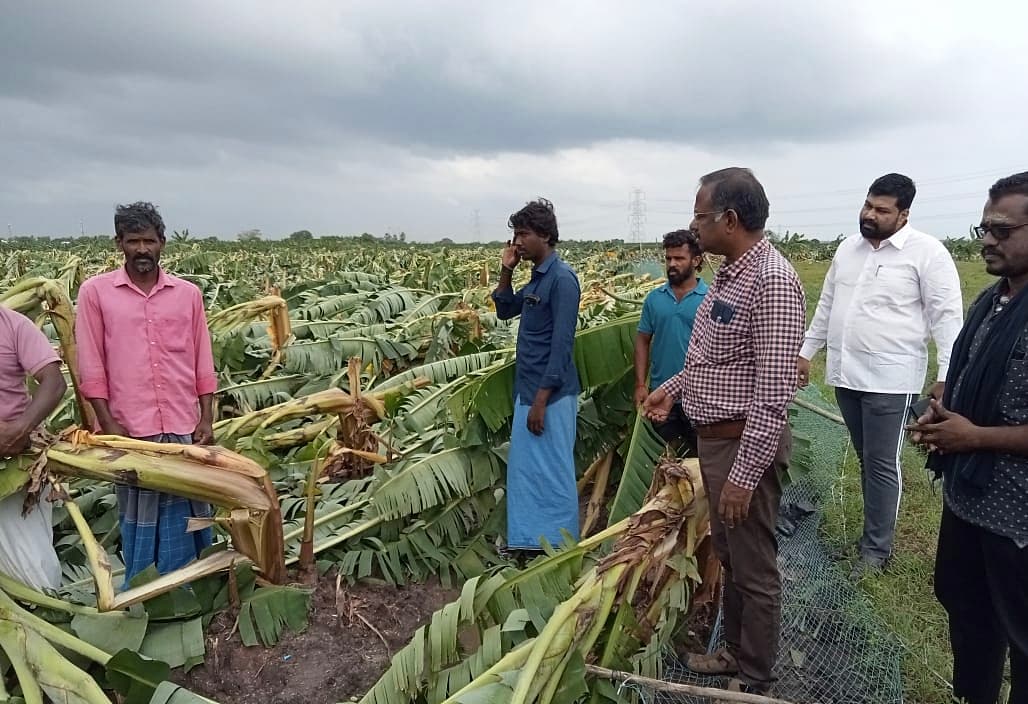 சேதமடைந்த வாழையை ஆய்வு செய்த அதிகாரிகள்