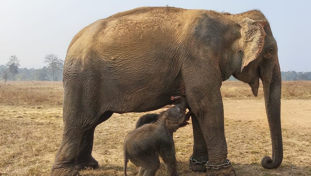 இரட்டை குட்டிகளை ஈன்ற அனார்கலி யானை