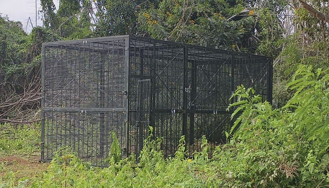 கூண்டு அமைத்த வனத்துறை