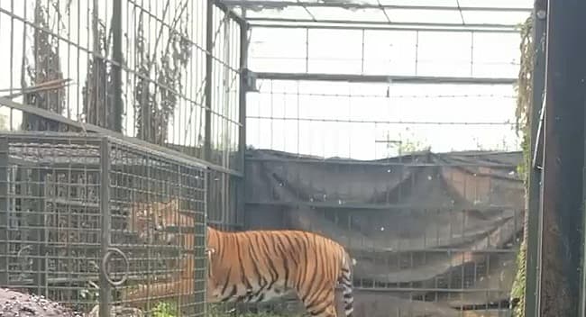 கூண்டுக்குள் சிக்கிய புலி