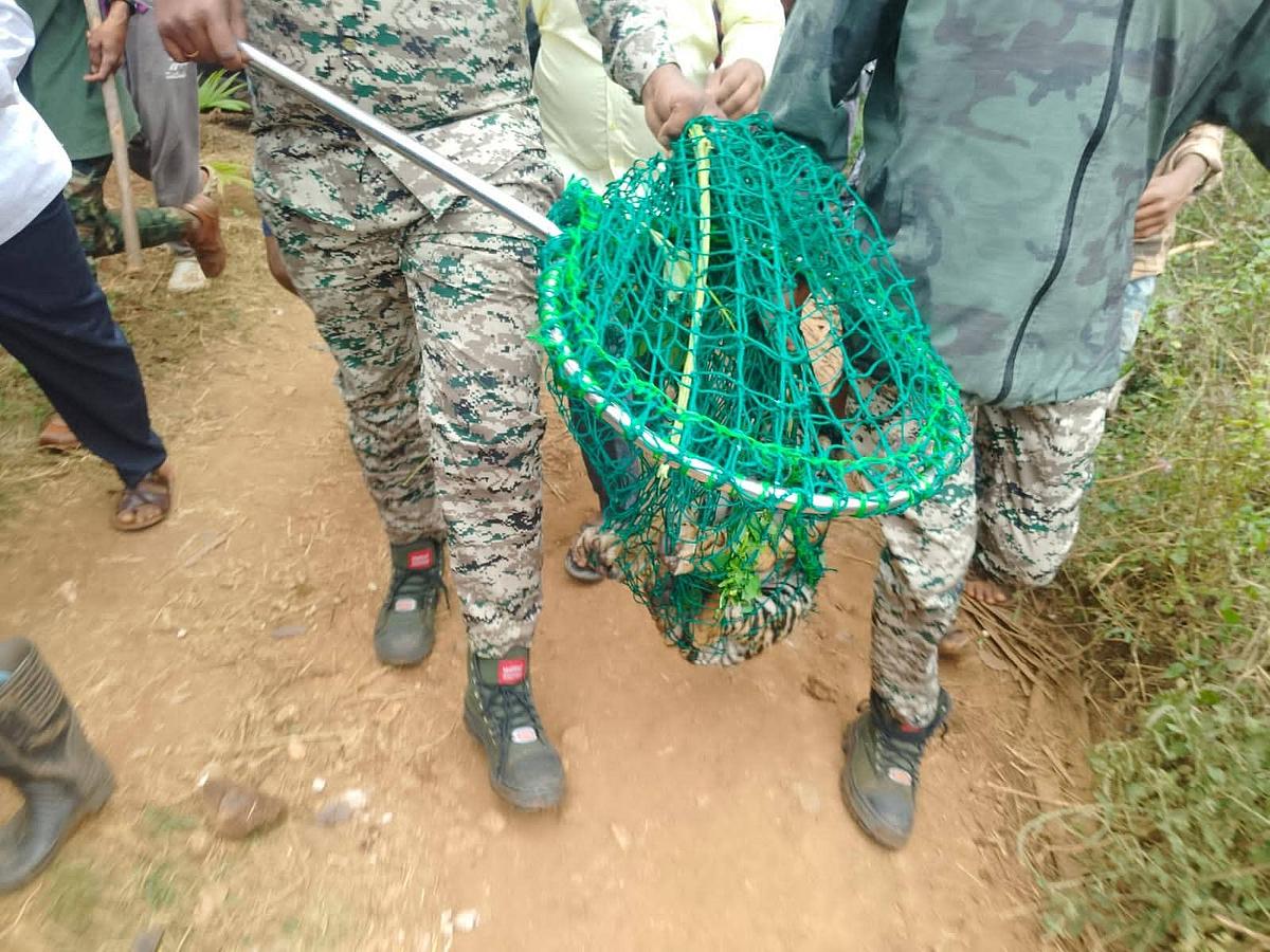 மீட்கப்பட்ட புலி குட்டிகள்