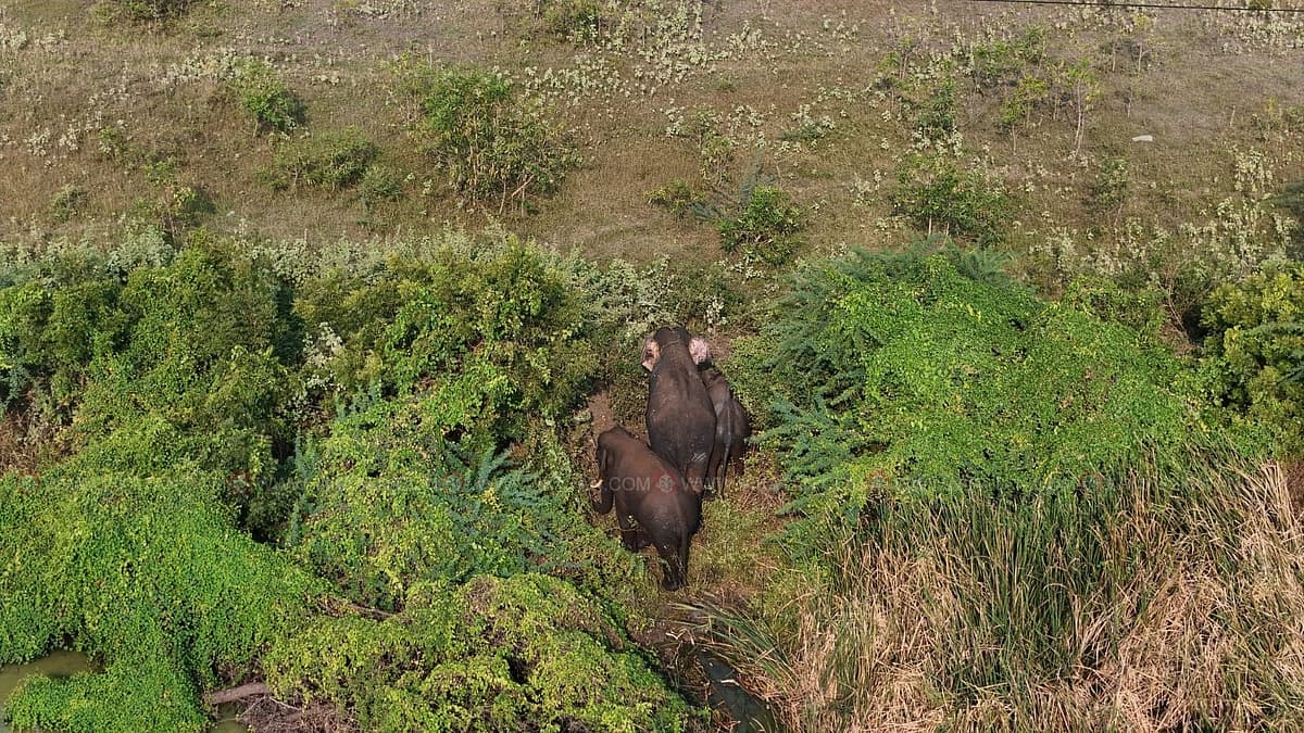 கோவை ஐடி பார்க் அருகே வந்த யானைகள்