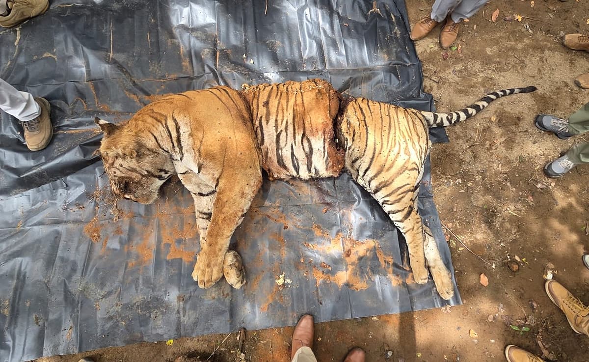 சுருக்கு கம்பியில் சிக்கி உயிரிழந்த புலி