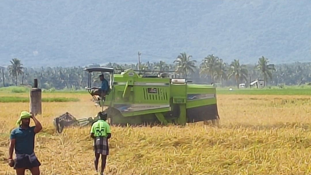 நெல் அறுவடை