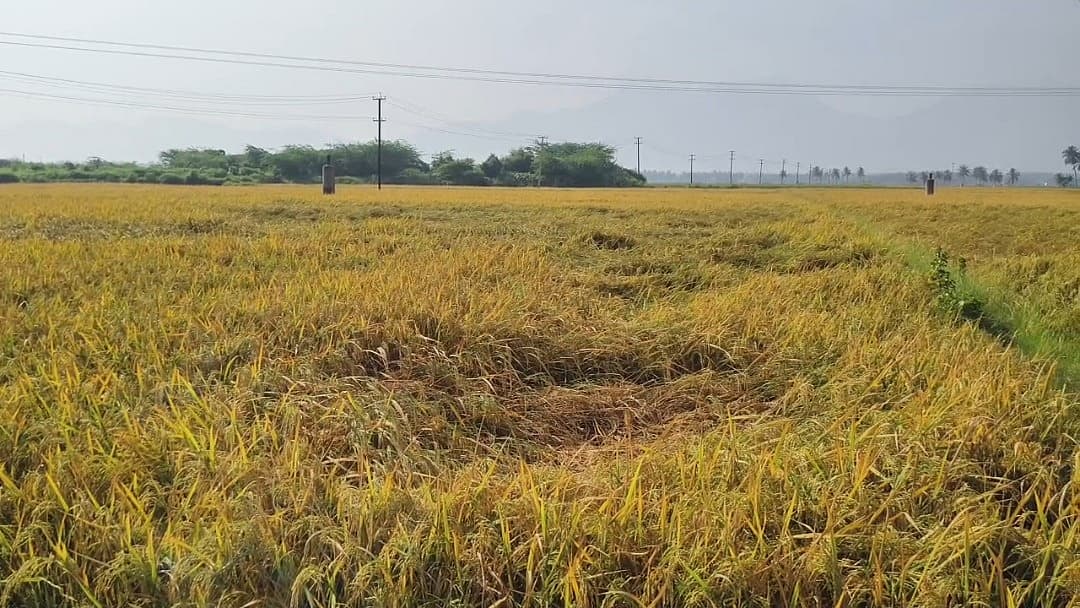 அறுவடைக்குத் தயாரான நெல்