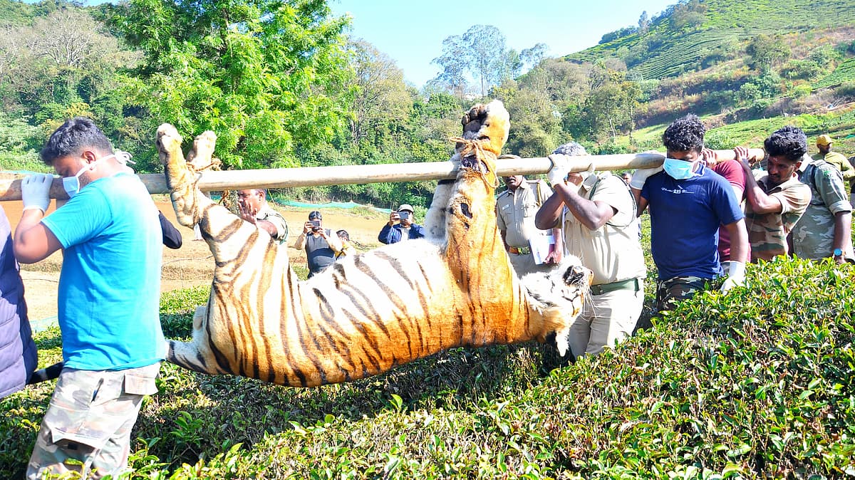 உயிரிழந்த இளம் ஆண் புலி