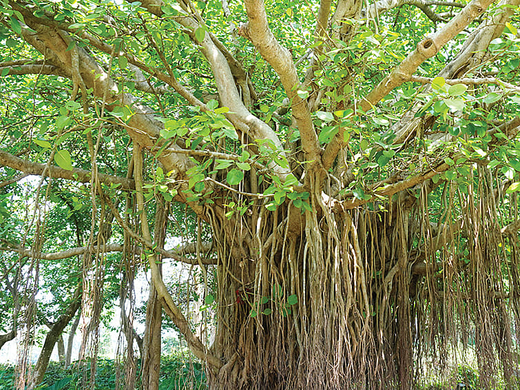 தெய்வ விருட்சங்கள்