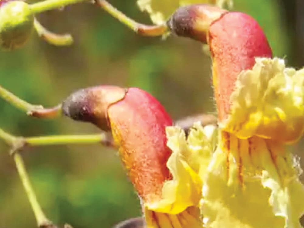 பாதிரி மலர்கள்