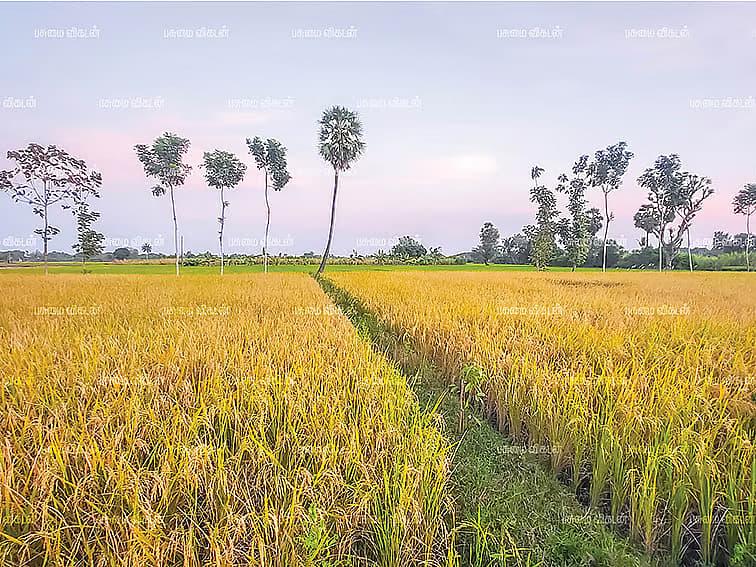 மேட்டூர் அணை: திட்டத்துக்கே பல தடங்கல்கள்! - பெரும் கனவின் தொடக்கம்! | அணை ஓசை - 4