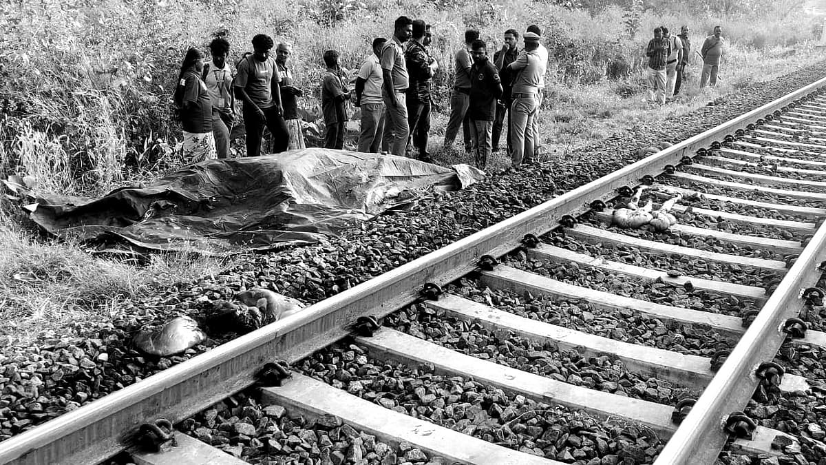 யானை உயிரிழப்பு