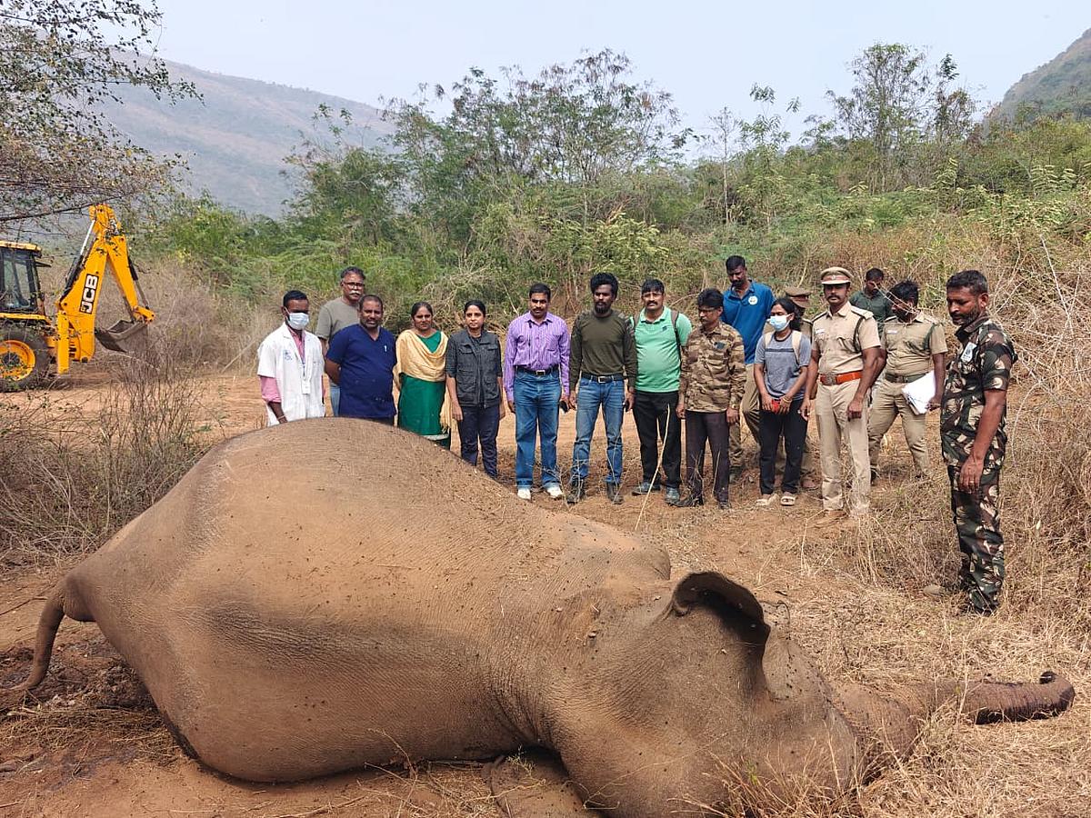 பெண் யானை