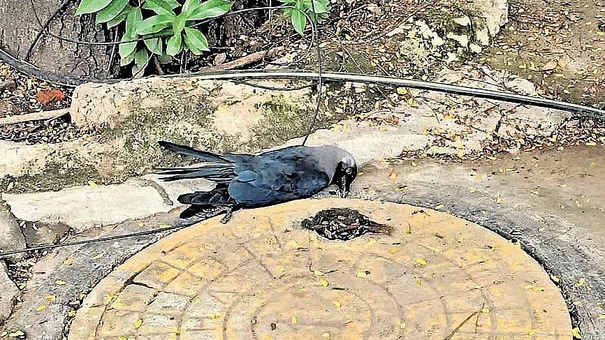 பறவைக் காய்ச்சல்