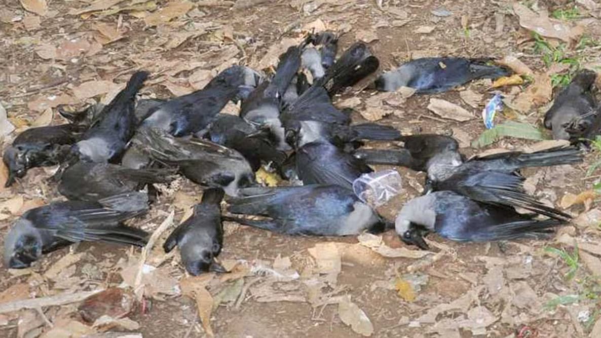 பறவைக் காய்ச்சல்