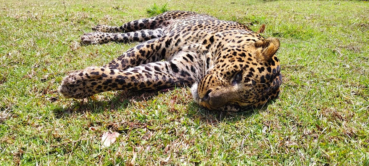 உயிரிழந்த சிறுத்தை