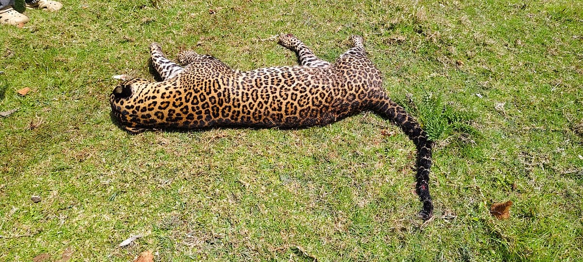 உயிரிழந்த சிறுத்தை