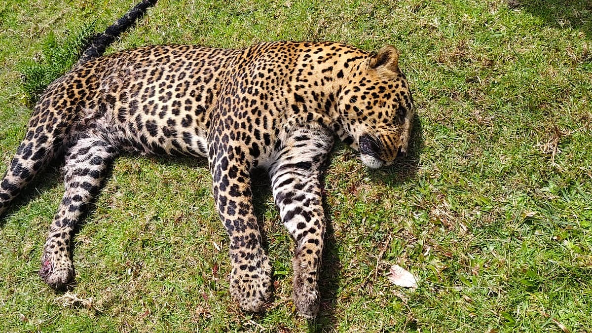 உயிரிழந்த சிறுத்தை