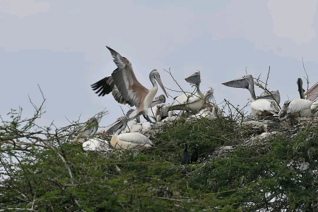 வலசை பறவைகள்