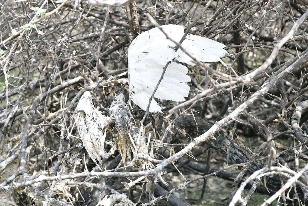 உயிரிழந்த வலசை பறவை