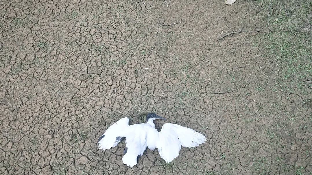 உயிரிழந்த வலசை பறவை