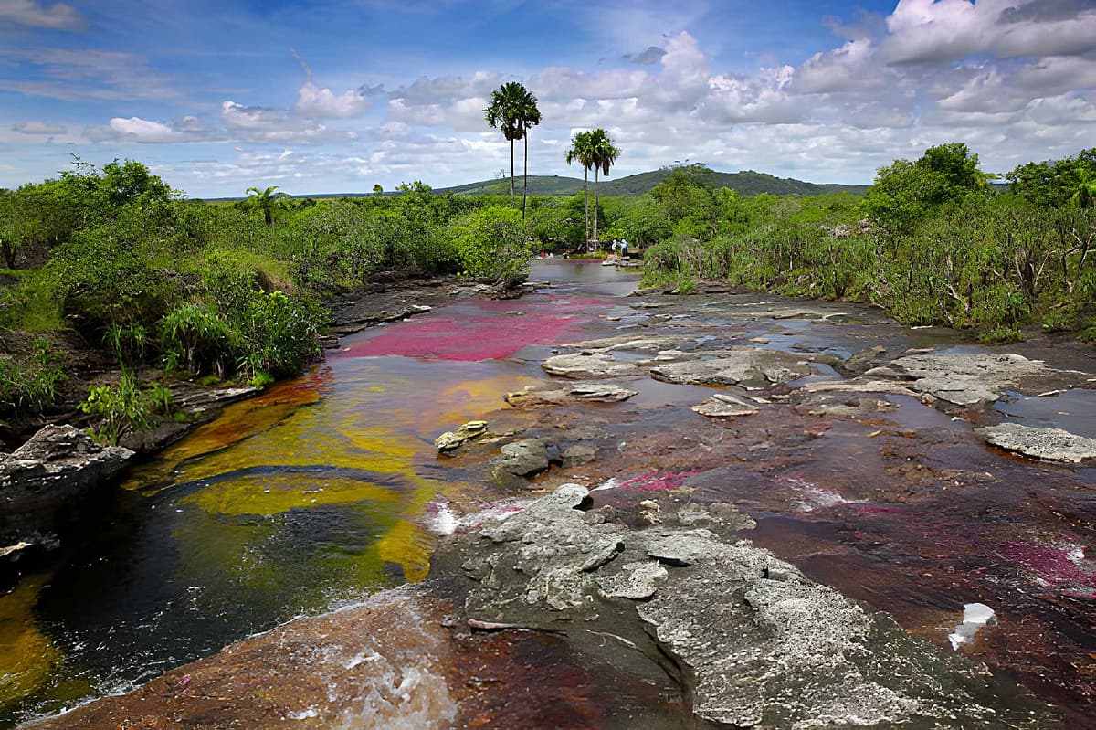 ஒரே நதி... ஐந்து நிறங்கள்; நகரும் ஓவியம்; - கொலம்பியாவின் இந்த மாயாஜாலத்தை நம்புவீர்களா?
