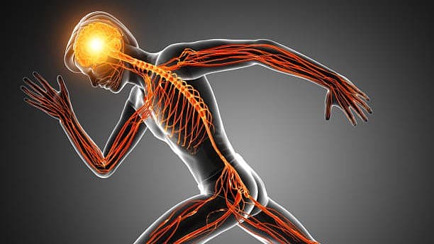 மனித உடல்