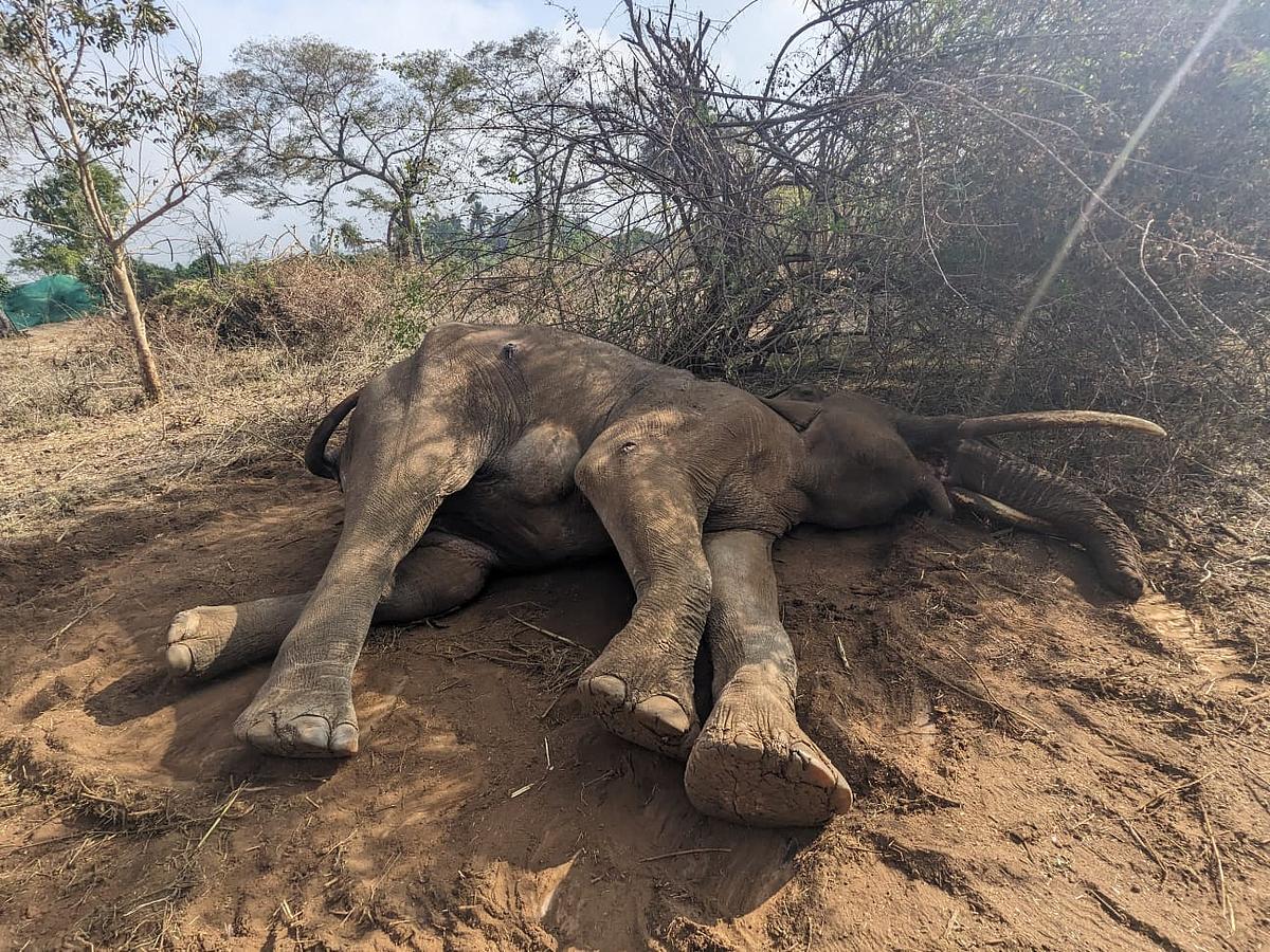 `மசினகுடியின் அடையாளம் மட்டுமல்ல எங்களின் செல்லக் குழந்தை' - ரிவால்டோ யானை மறைவால் கண்ணீரில் மக்கள்