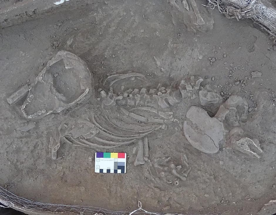 கோவையில் வாழ்ந்த காண்டாமிருகங்கள் - கிடைத்த ஆதாரம்... தொல்லியல் ஆய்வில் வெளியான தகவல்கள்!