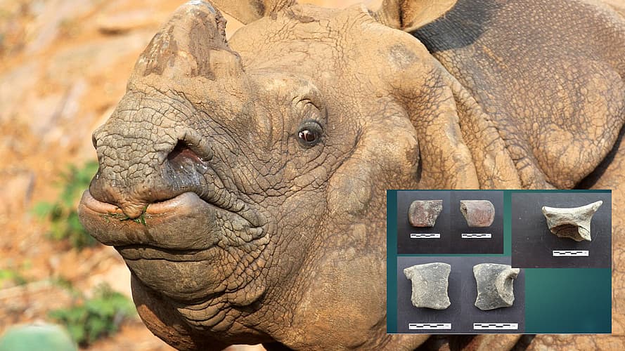 கோவை - காண்டாமிருகம்