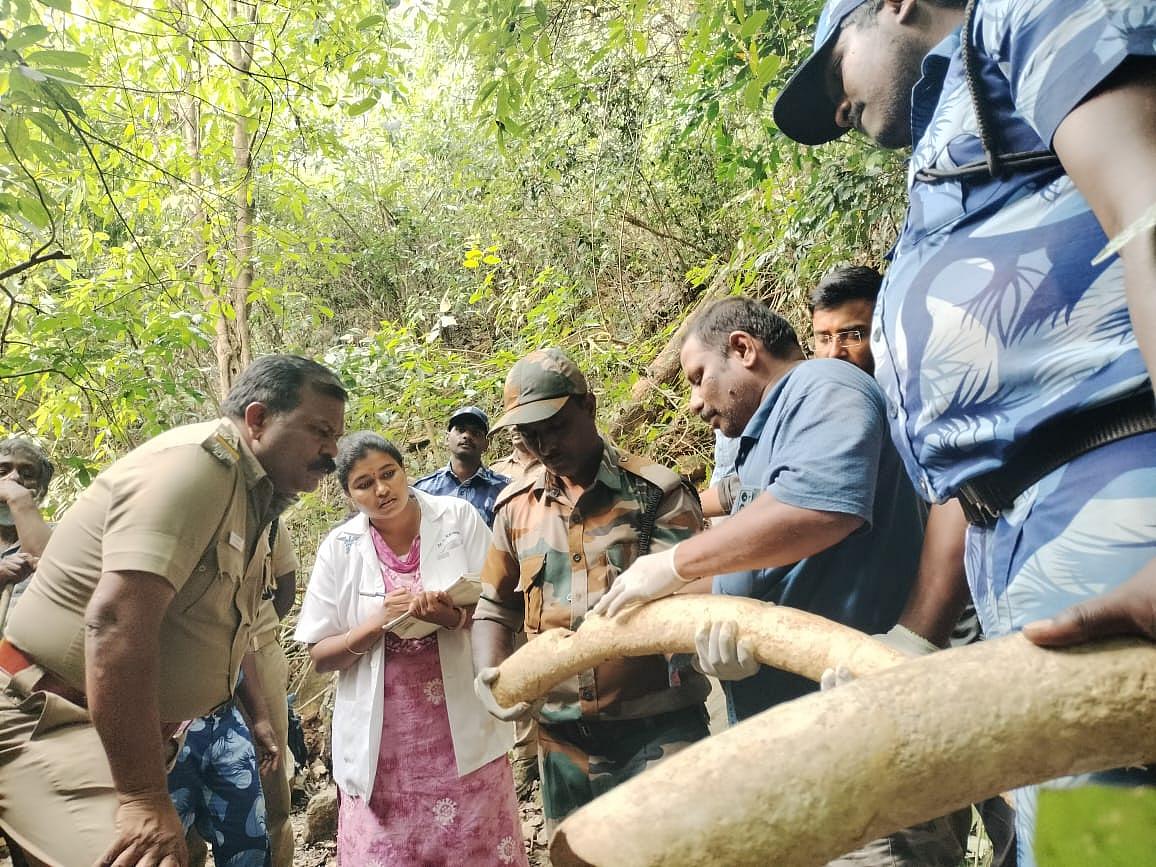 மீட்கப்பட்ட தந்தங்கள்