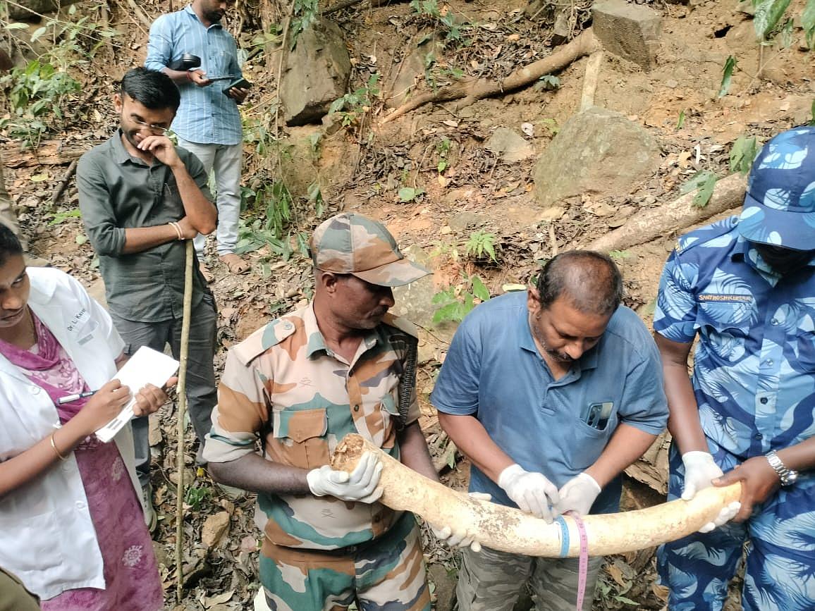 மீட்கப்பட்ட தந்தங்கள்