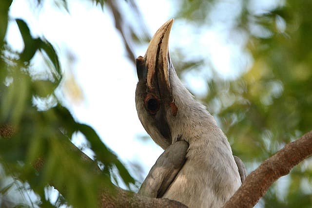 திருப்பத்தூர் மாவட்டப் பறவையாக இந்திய `சாம்பல் நிற இருவாச்சி' அறிவிப்பு!